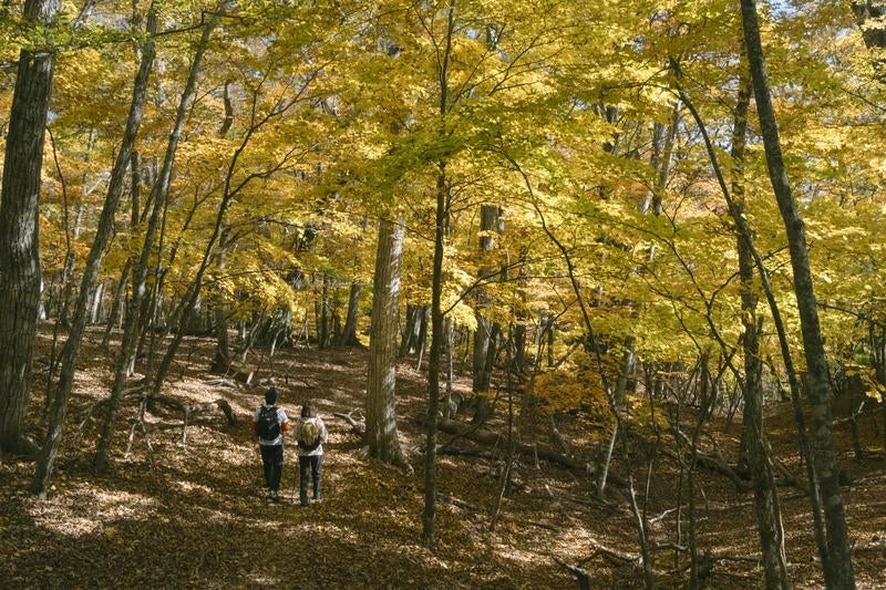 黄色く色づいた紅葉の森の中を歩く登山者の写真