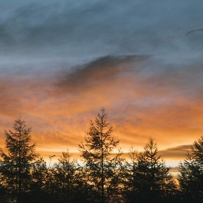 大河原峠から見る蓼科山の朝焼け、針葉樹シルエットと空のグラデーションの写真