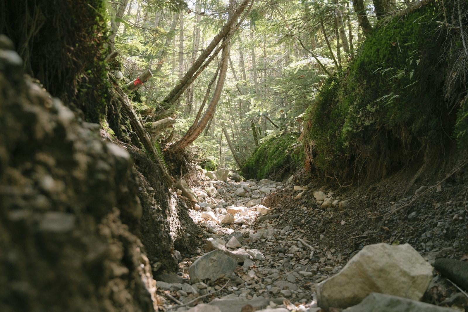 「木漏れ日差し込む蓼科山登山道」の写真