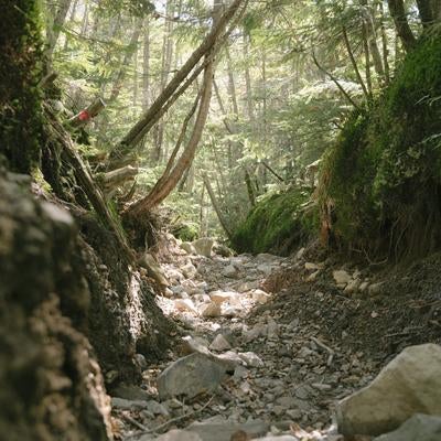 木漏れ日差し込む蓼科山登山道の素材