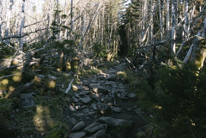 立ち枯れした木々の間に通された登山道の写真