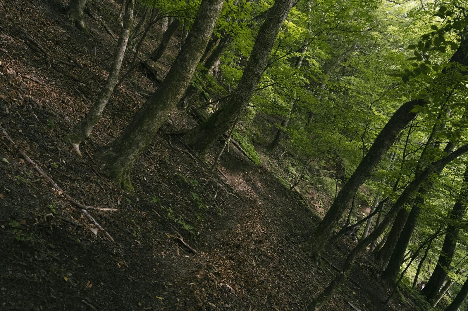 「自然の静けさを感じる緑豊かな山道」の写真