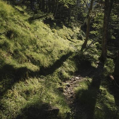 朝日が差し込む光岳の登山道の写真