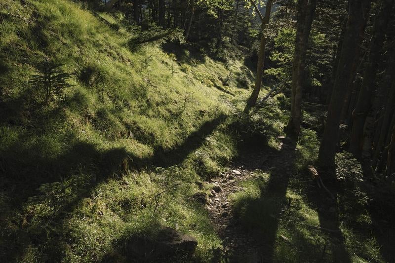 朝日が差し込む光岳の登山道の写真