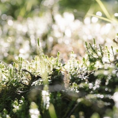 朝日に輝く針葉樹の若芽たちの写真