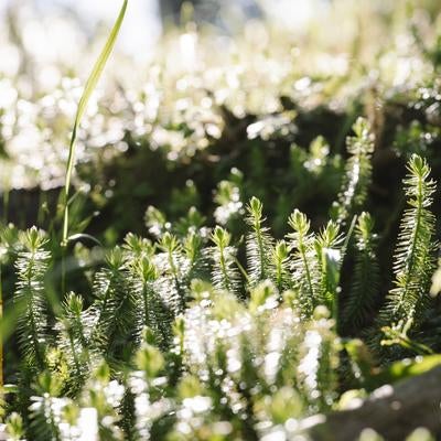 朝日に踊る針葉樹の若芽の写真
