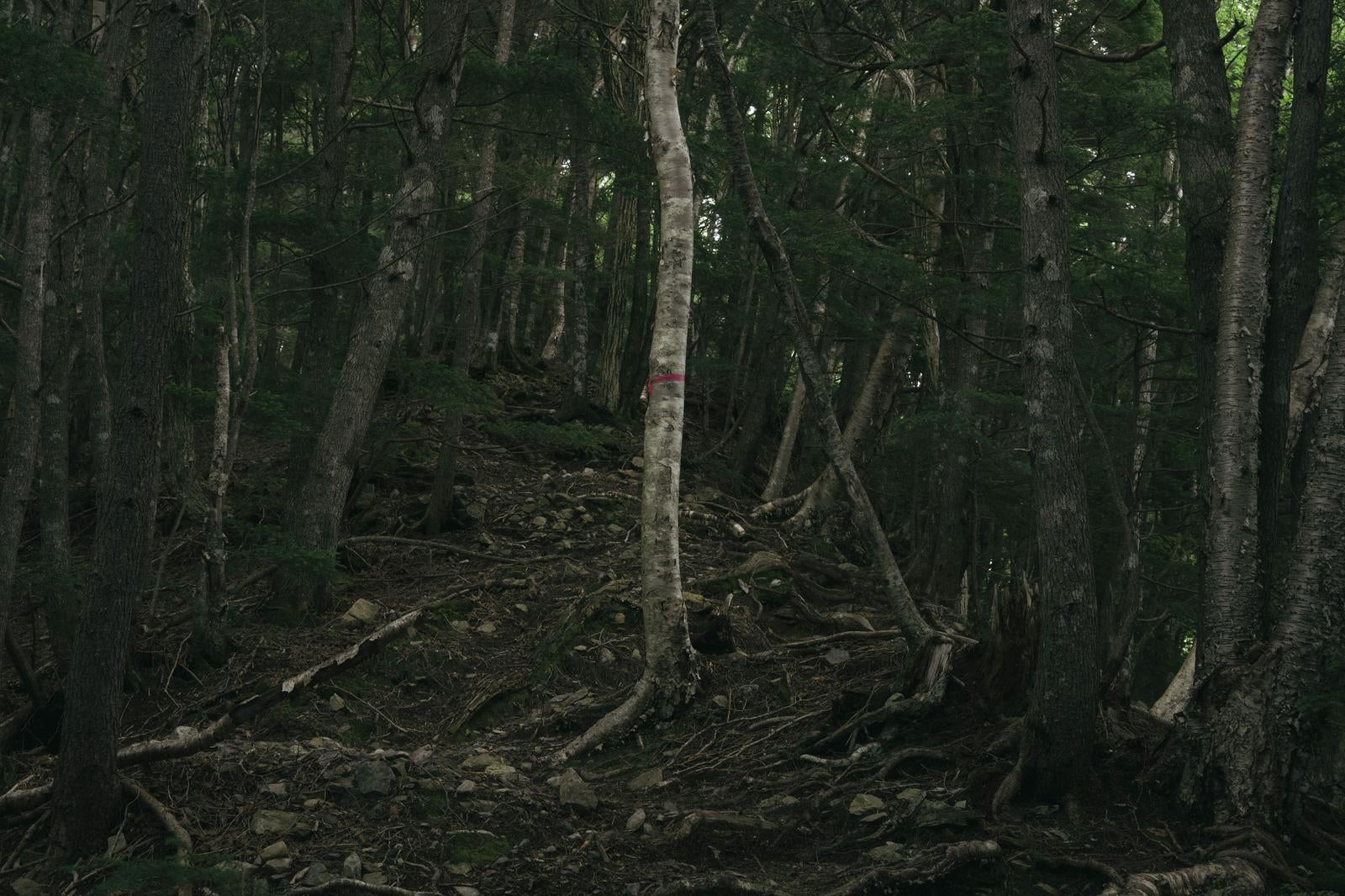 「登山者に道を伝えるピンクテープ」の写真
