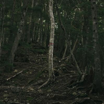 登山者に道を伝えるピンクテープの素材