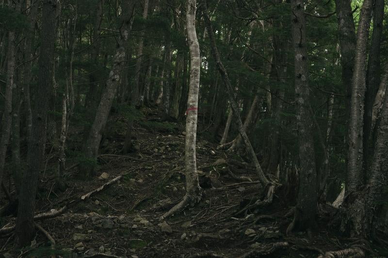 登山者に道を伝えるピンクテープの写真