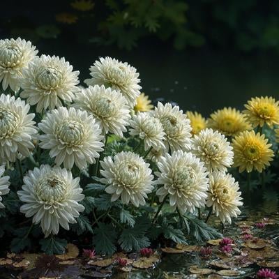 水辺に咲く菊と祈りの灯火の素材