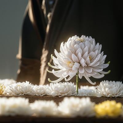 並べられた菊の中で一輪だけ立つ花の素材