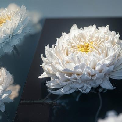 黒い鏡面に映る白い菊の花の写真