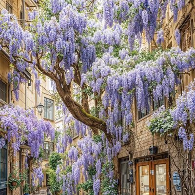 石畳の路地に咲き誇る藤の花と古い町並みの写真