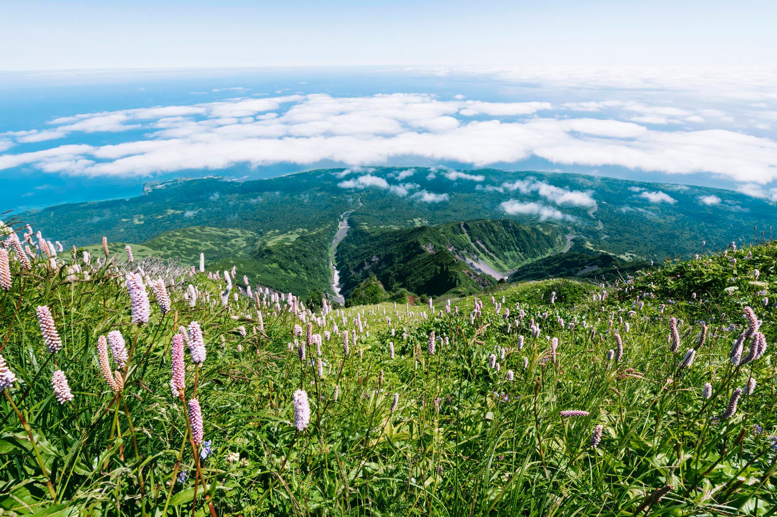 「イブキノトラオが咲き乱れる利尻山南斜面」の写真