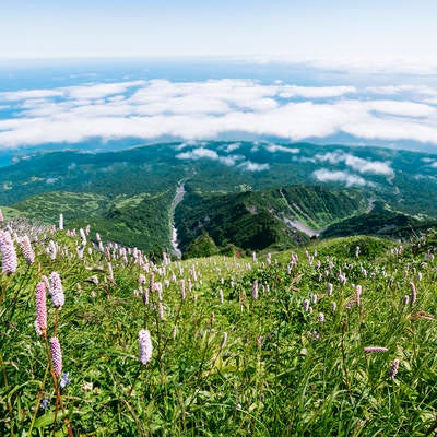 イブキノトラオが咲き乱れる利尻山南斜面の写真