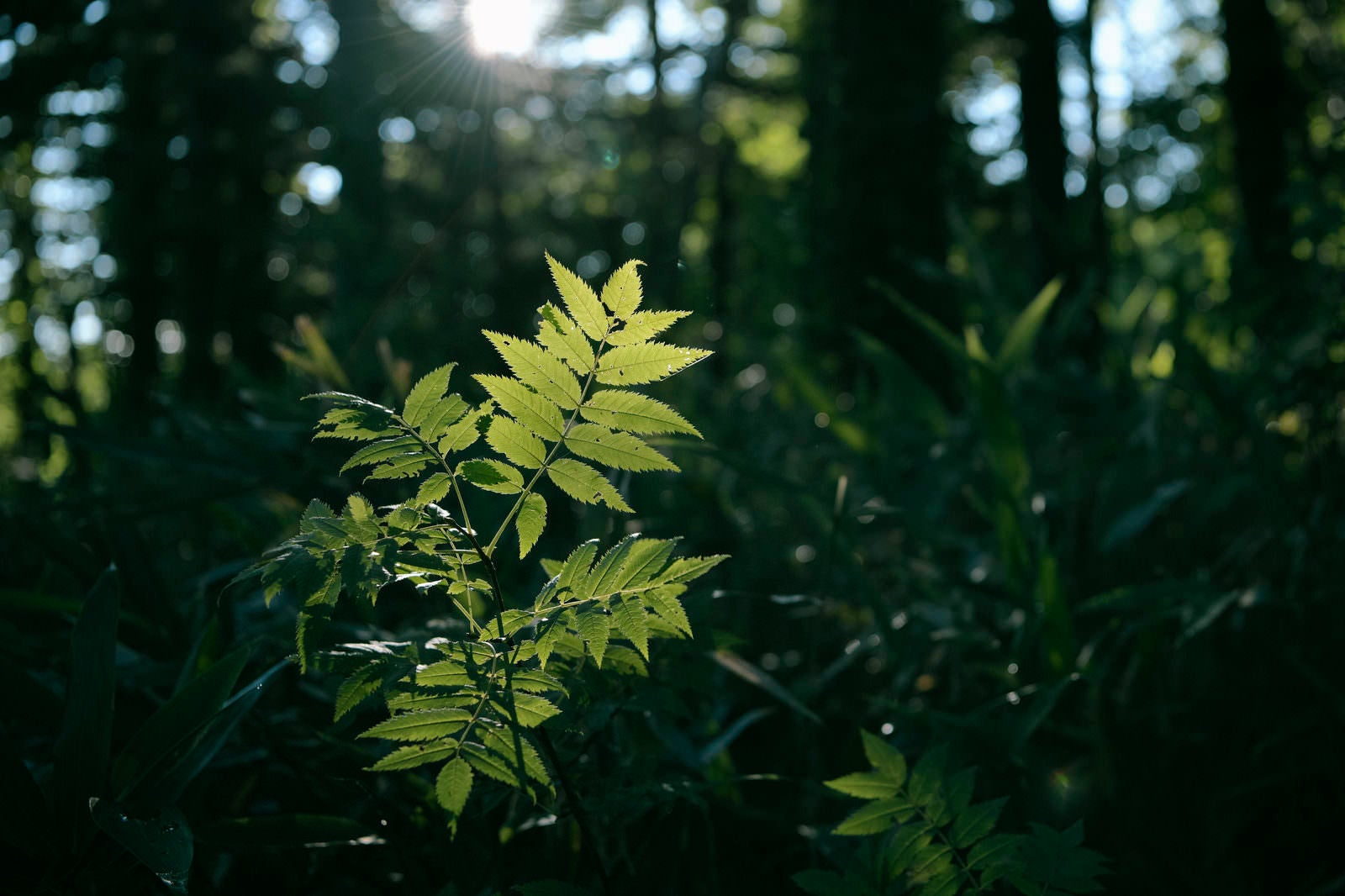 「利尻山1合目付近、朝の木漏れ日に透ける葉」の写真