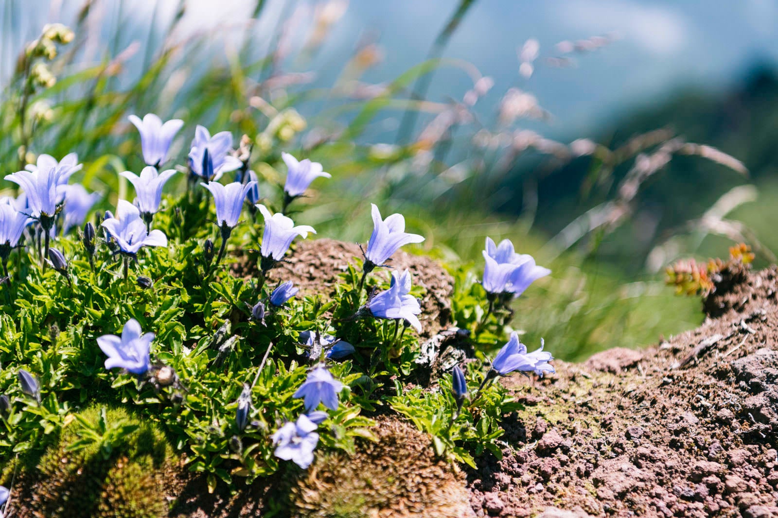 「利尻山に咲く小さなイワギキョウ」の写真
