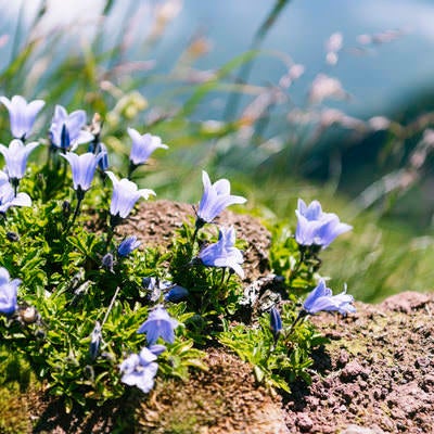 利尻山に咲く小さなイワギキョウの写真