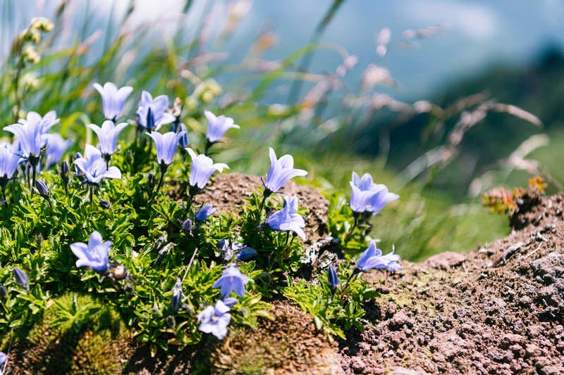 利尻山に咲く小さなイワギキョウの写真