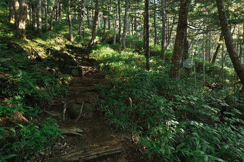 黒沢口登山道の樹林帯の写真