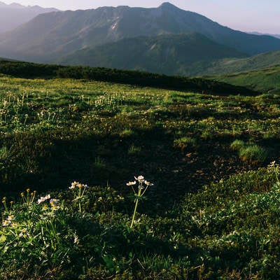 ハクサンイチゲと黒部五郎岳の写真