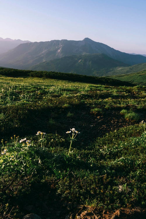 ハクサンイチゲと黒部五郎岳の写真