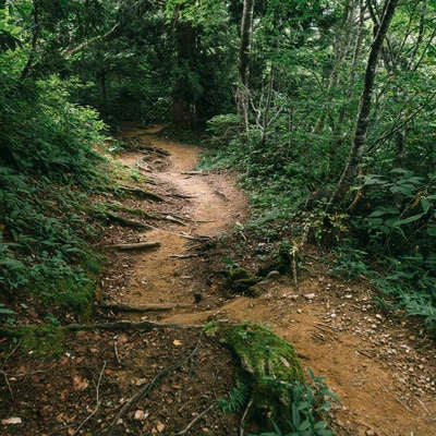 太郎平付近の樹林帯の写真