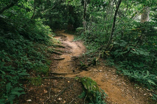 太郎平付近の樹林帯の写真