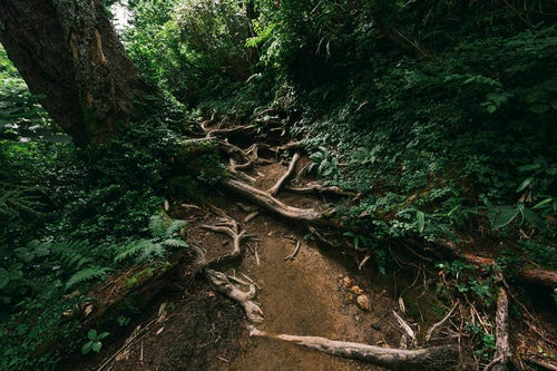折立から太郎平へつながる樹林帯の写真