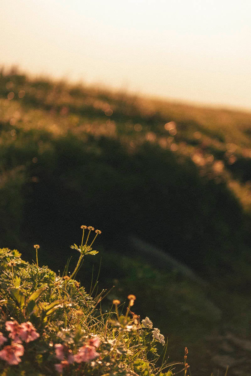 「朝の太郎平に咲くハクサンイチゲ」の写真