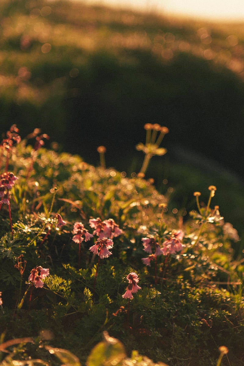 朝の太郎平に咲く花々の写真