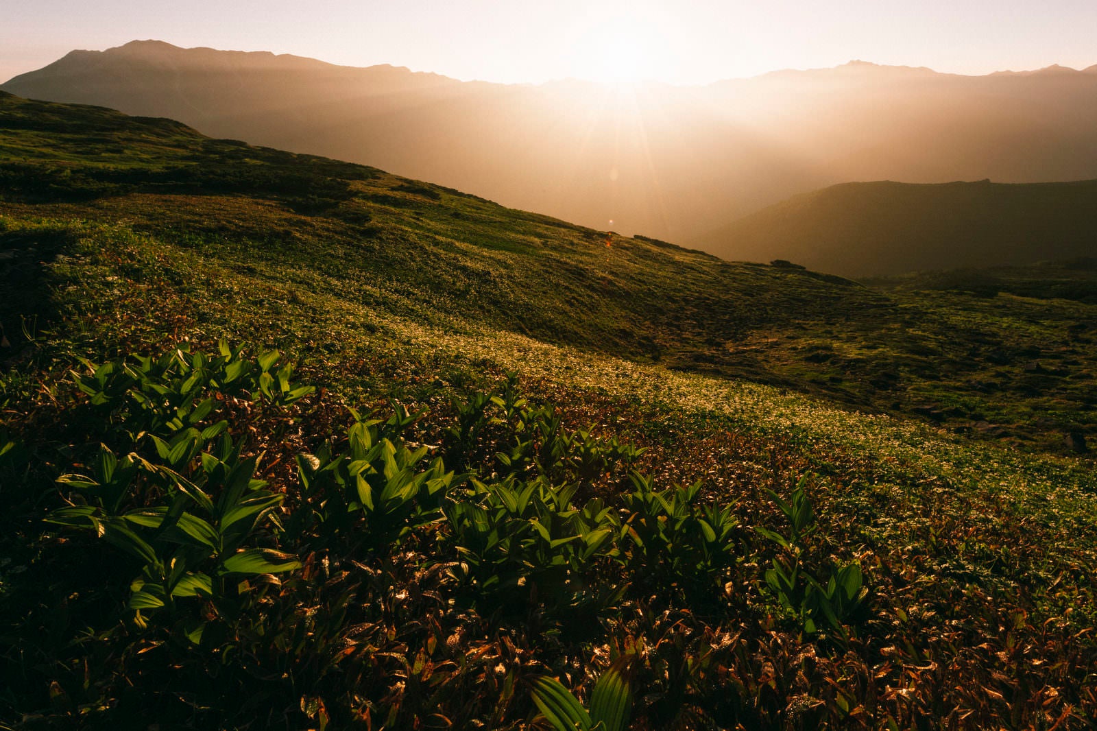 「朝日に照らされる高層湿原」の写真