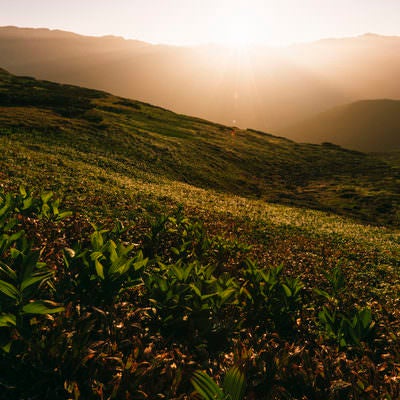 朝日に照らされる高層湿原の写真