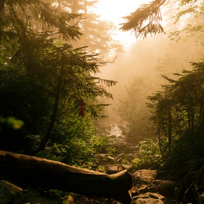 霧に包まれる薬師岳登山道の写真