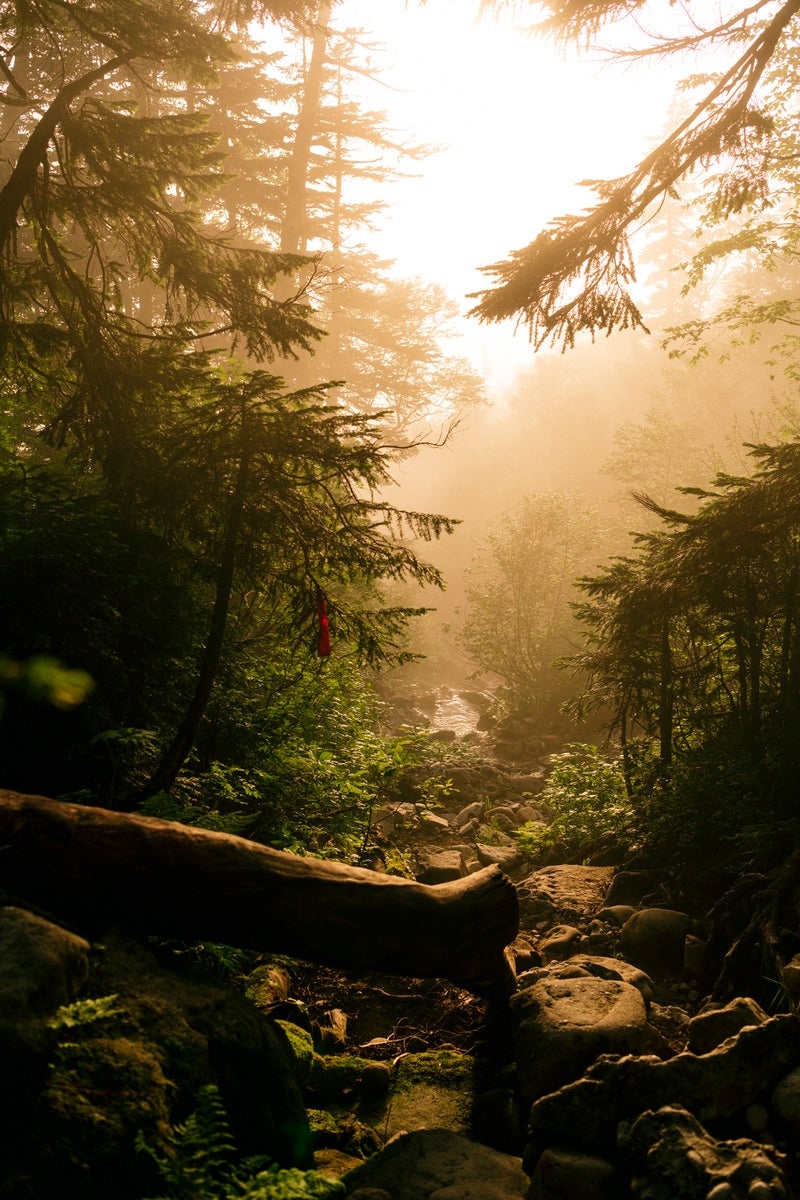「霧に包まれる薬師岳登山道」の写真