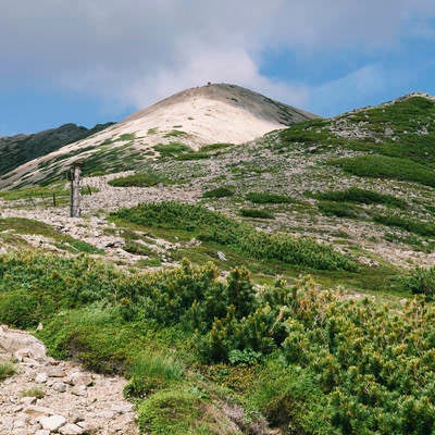 薬師岳中腹から山頂方面を眺めるの写真
