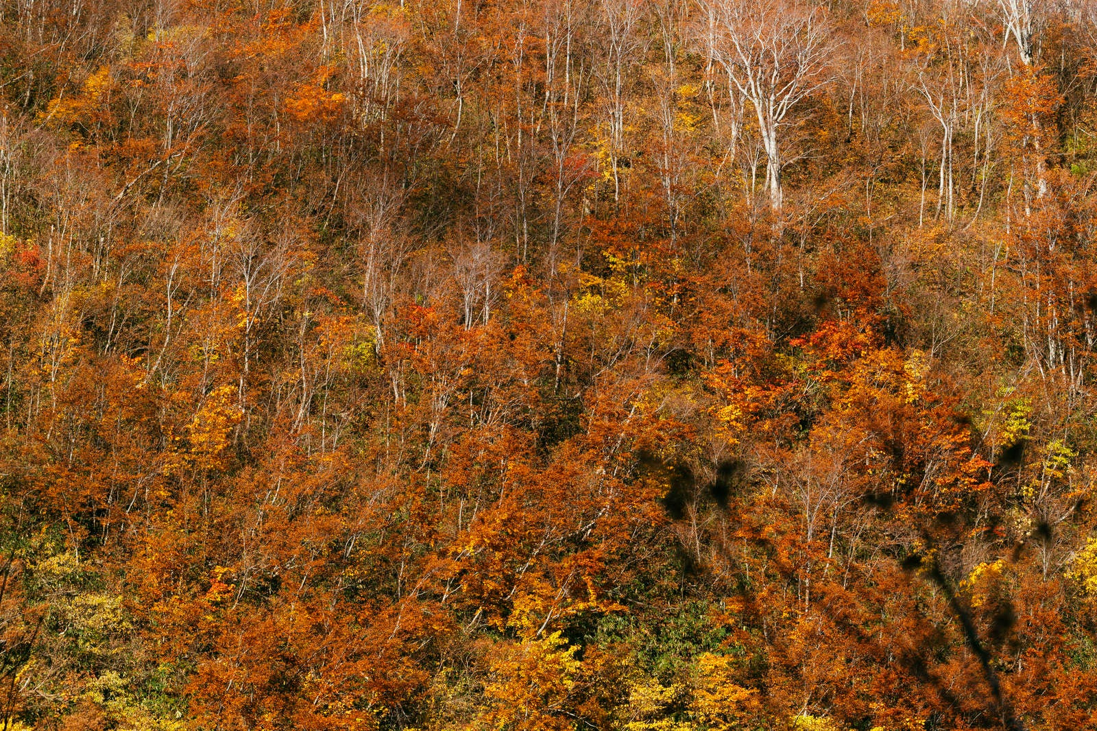 「雨飾山山腹の紅葉」の写真