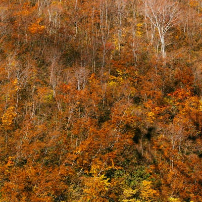 雨飾山山腹の紅葉の写真