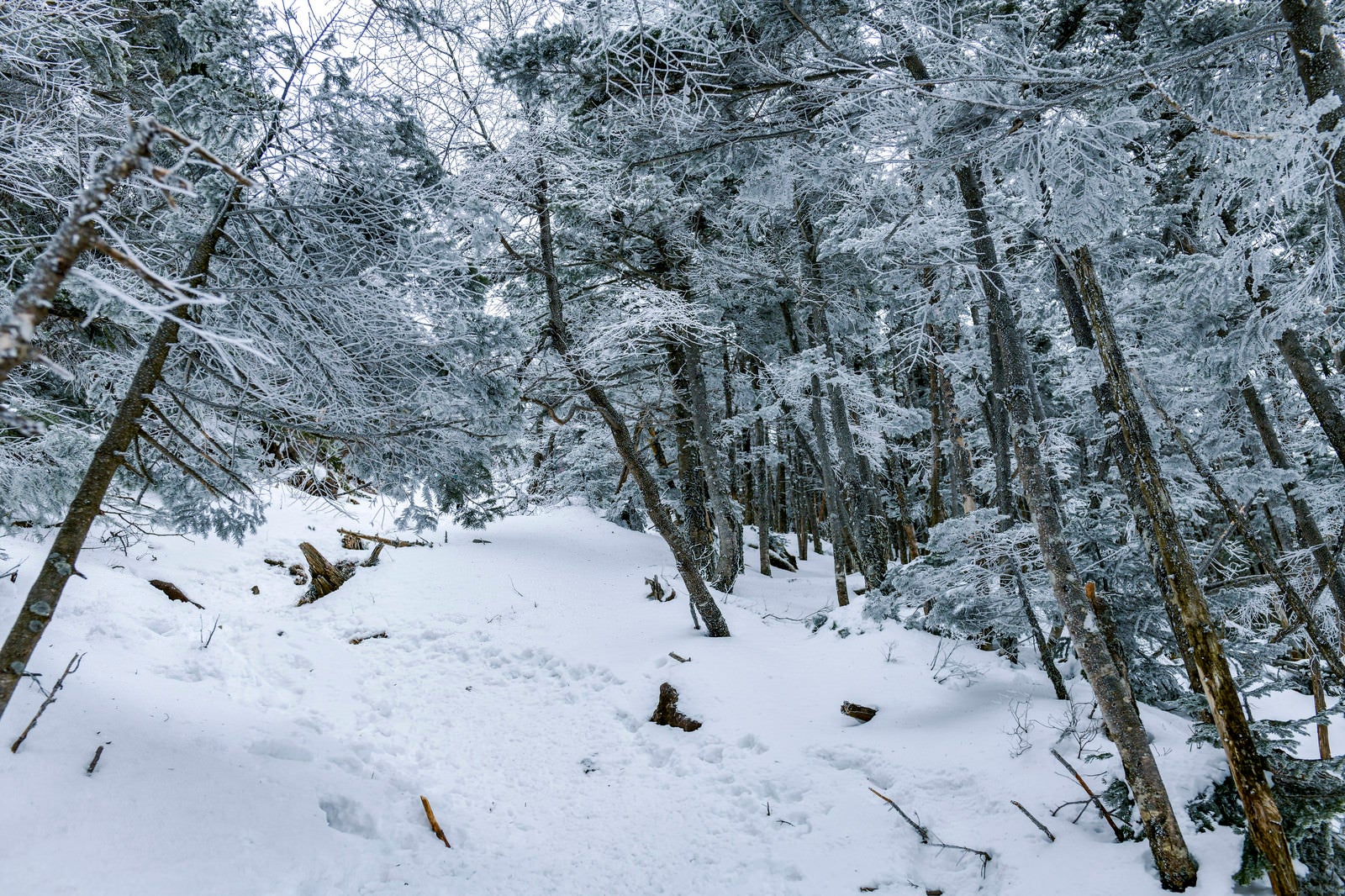 「凍てついた森が続く蓼科山登山道」の写真