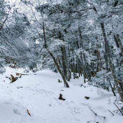 凍てついた森が続く蓼科山登山道の写真