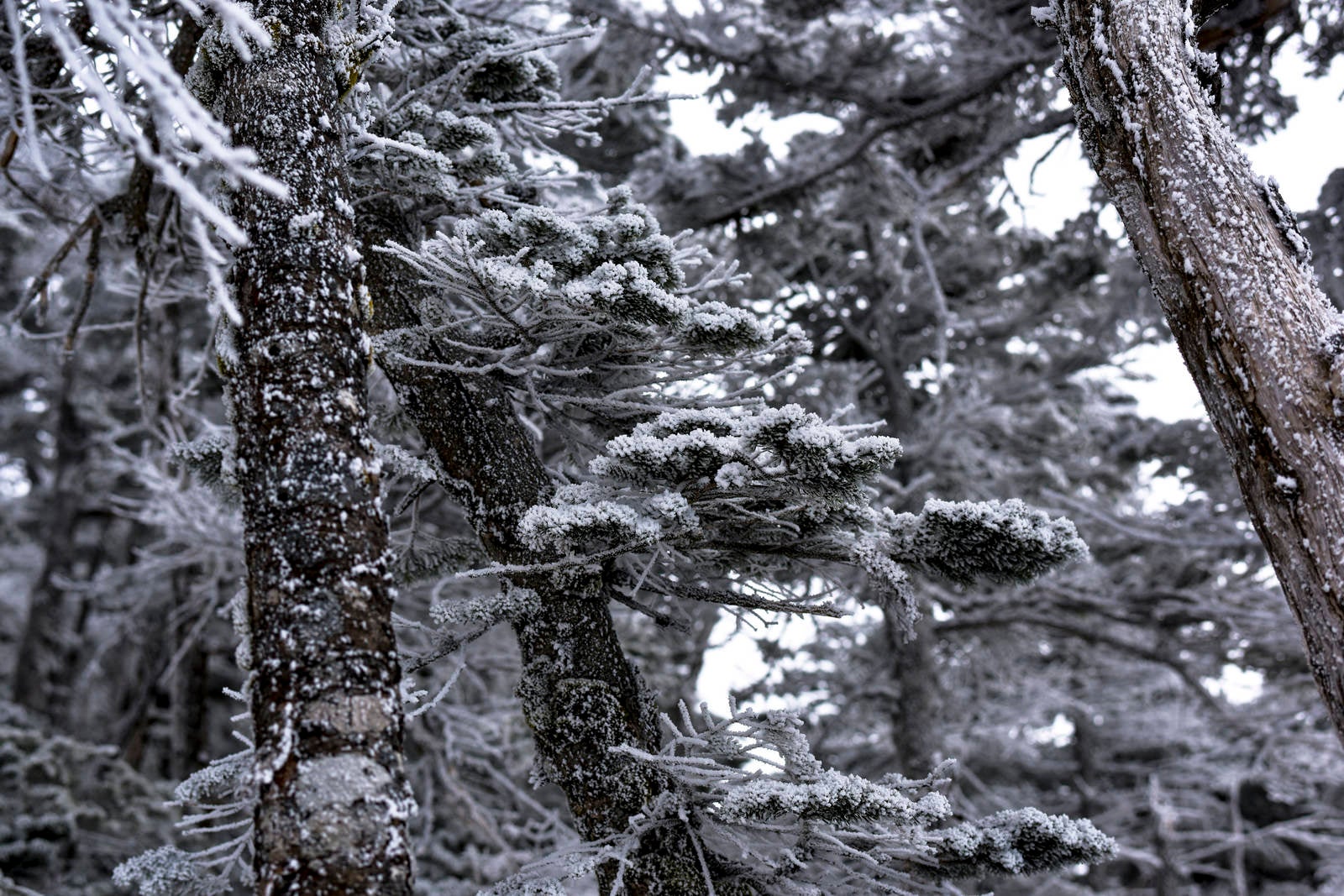 「凍てつく蓼科山の森」の写真