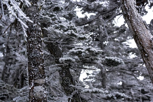 凍てつく蓼科山の森の写真