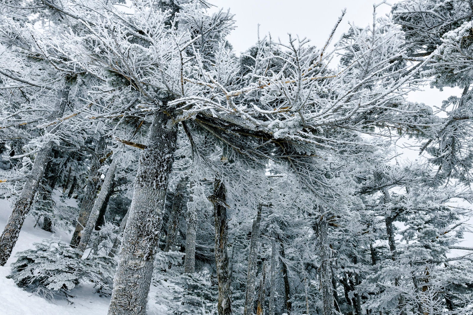 「蓼科山の凍てついた樹林」の写真