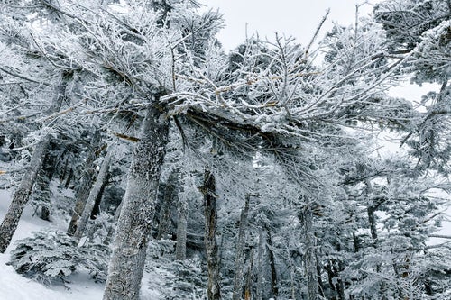 蓼科山の凍てついた樹林の写真