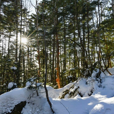 西日が差し込む蓼科山の森の写真
