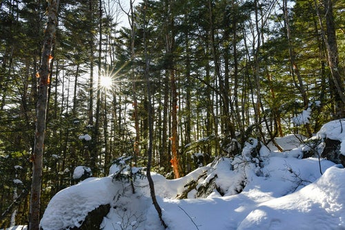 西日が差し込む蓼科山の森の写真