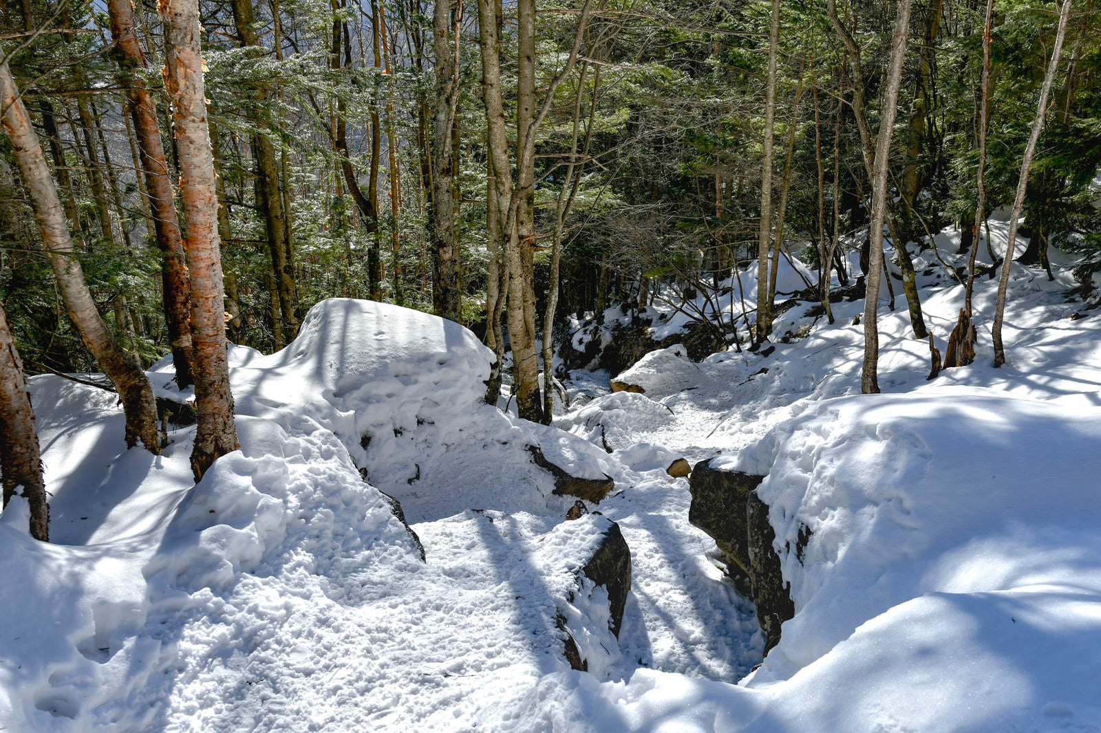 「踏み固められた蓼科山の登山道」の写真