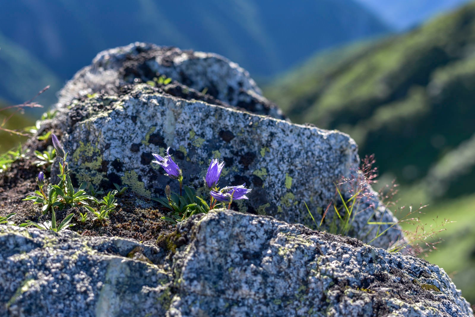 「裏銀座登山道に咲く小さなチシマギキョウ（鷲羽岳）」の写真