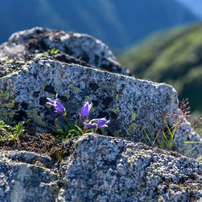 裏銀座登山道に咲く小さなチシマギキョウ（鷲羽岳）の写真
