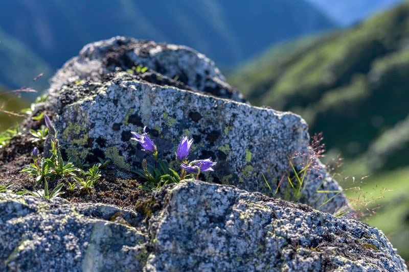 裏銀座登山道に咲く小さなチシマギキョウ（鷲羽岳）の写真